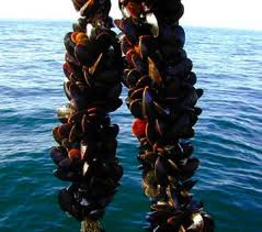 Mussel Farming